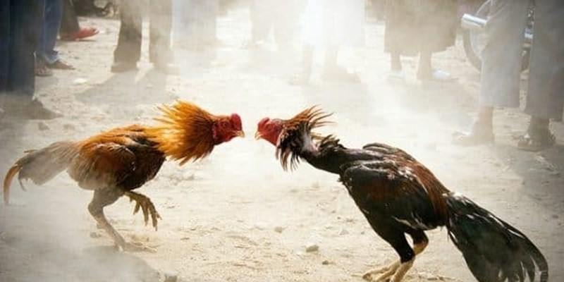 Đôi nét giới thiệu về chơi đá gà bịp đến thành viên TD88